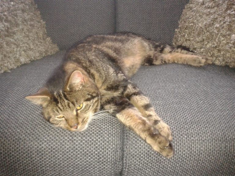 kat gevonden_1600x1200