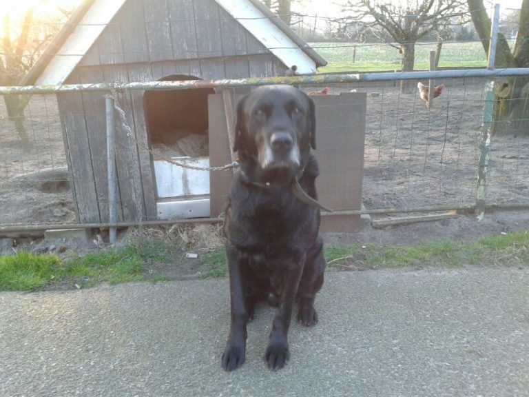 hond feb_14
