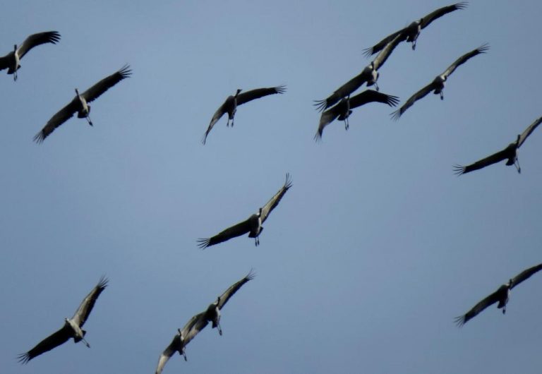 kraanvogels2