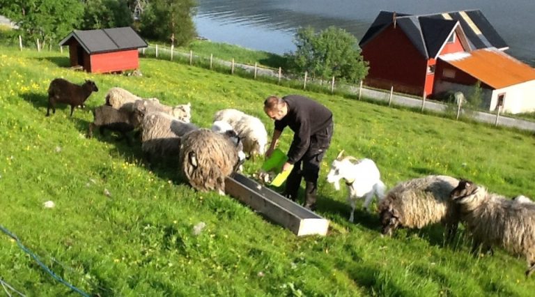 FOTO 7 erwin verzorgt de schapen en geiten