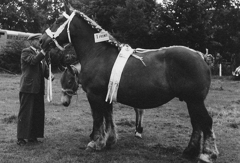 FOTO 11 paard met hendrik