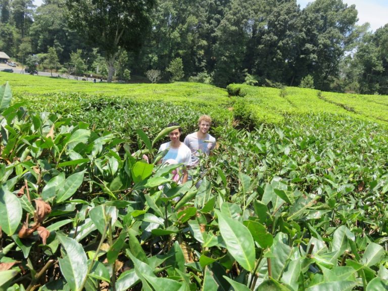 theeplantages Custom