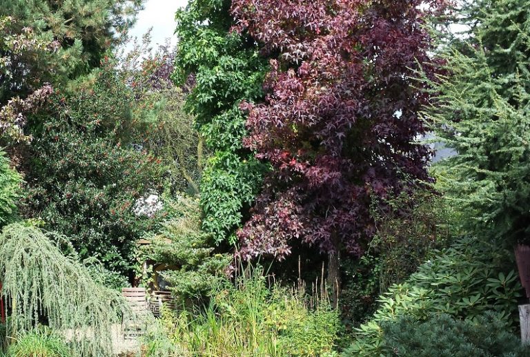 herfst amberbomen FOTO 2