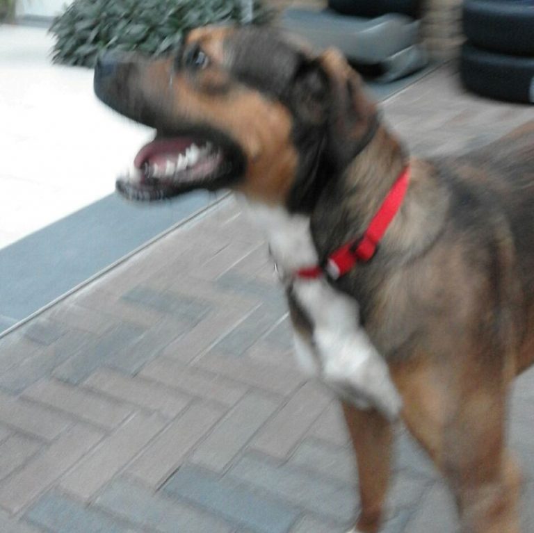 hond 2 Custom