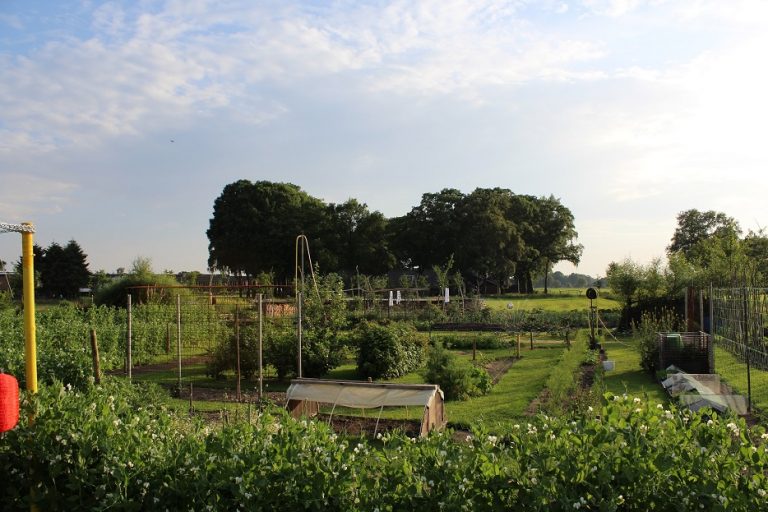 FOTO 4 moestuin 2014