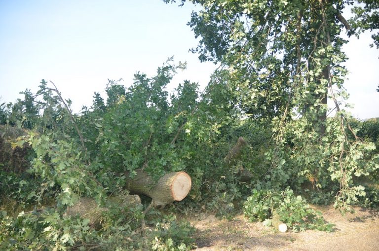 nood bomen 1