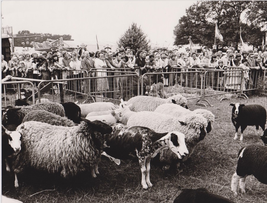 FOTO 6 schapen