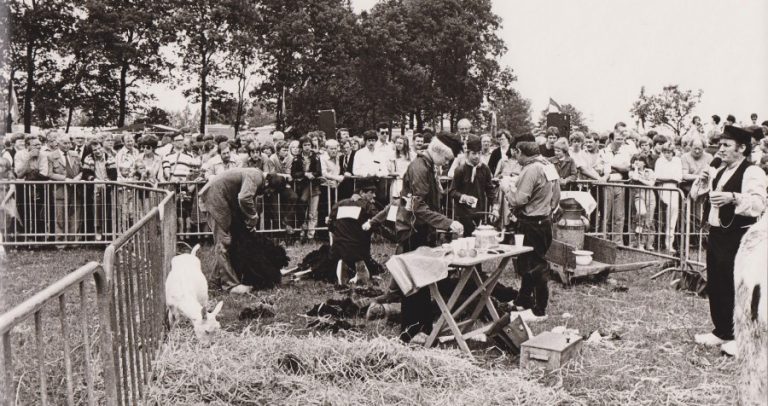 FOTO 4 schapen scheren rechts nico