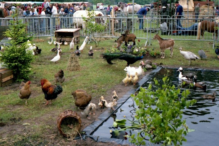 FOTO 2 1982 kippen vijver etc