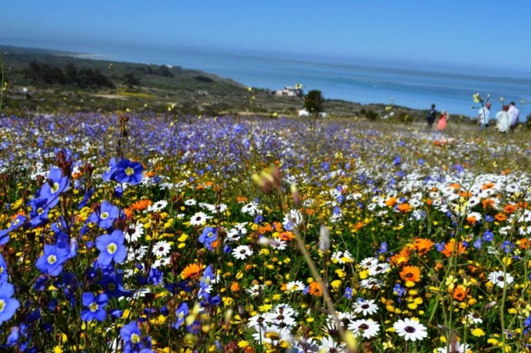 bloemen West Coast National Park