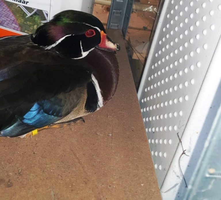 duck 1