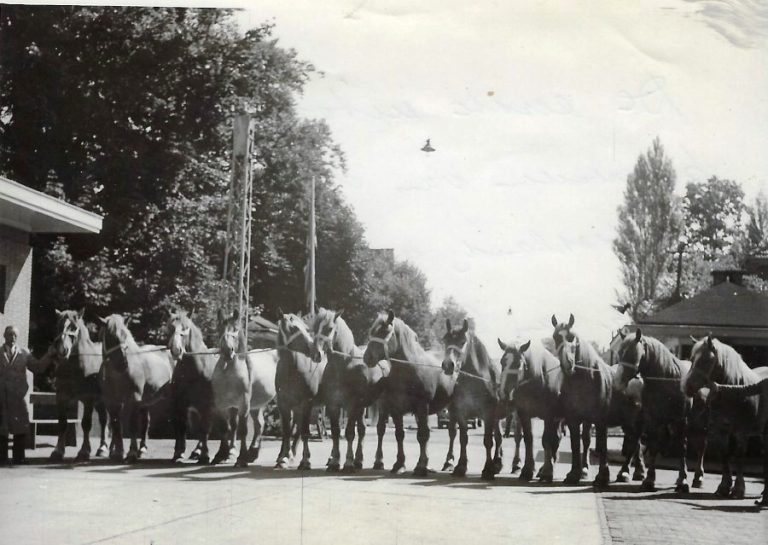 1947. uitvoer paarden naar Dld door gebr Van Otten Custom