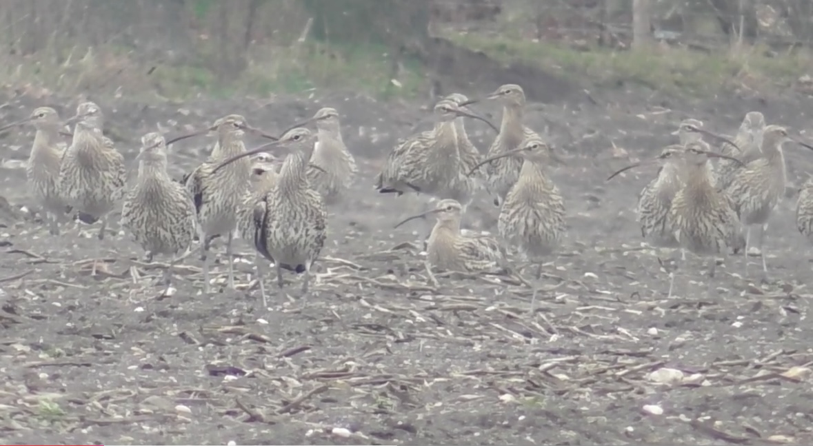 Ruim 60 zeldzame wulpen dalen neer in Hof van Twente