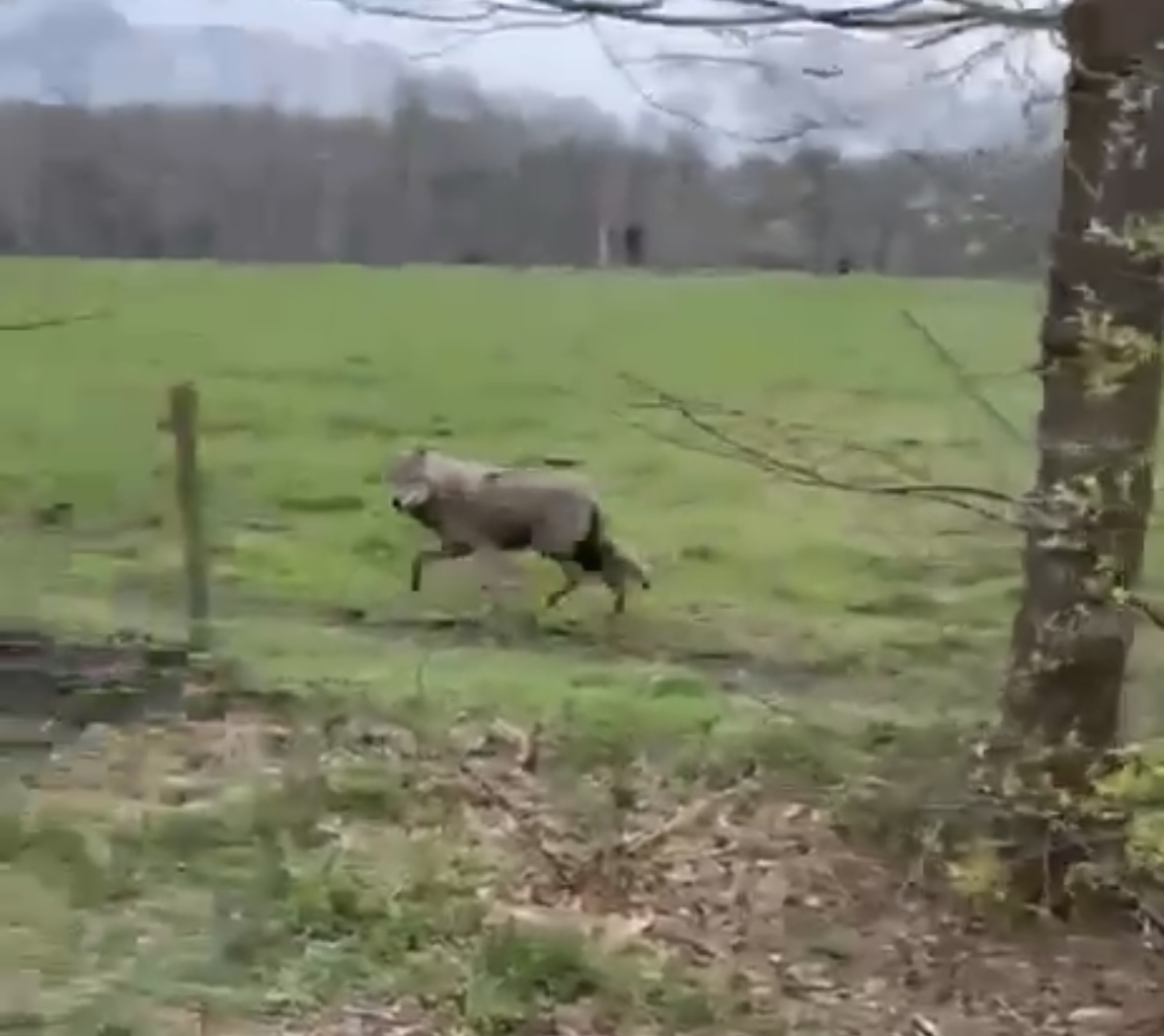 VIDEO | Wolf weer aanwezig in Hof van Twente