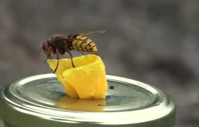 Aziatische hoornaar rukt ook hier op, maak melding en help omgeving