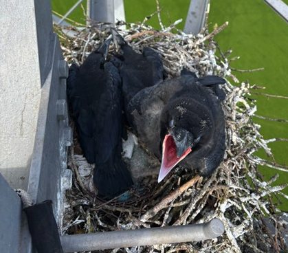 Eerste raven geringd, aantallen blijven toenemen